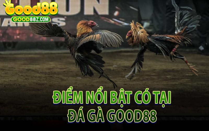 Điểm Nổi Bật Có Tại Đá Gà Good88