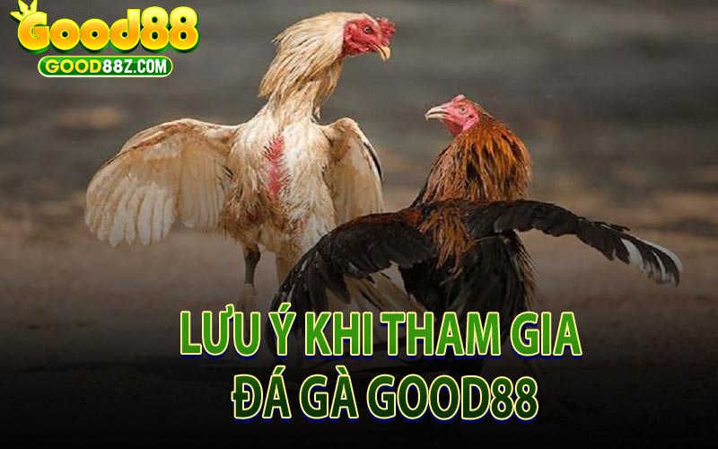 Lưu Ý Khi Tham Gia Đá Gà Good88