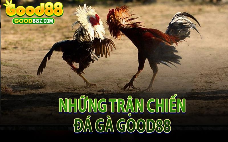 Những Trận Chiến Đá Gà Good88